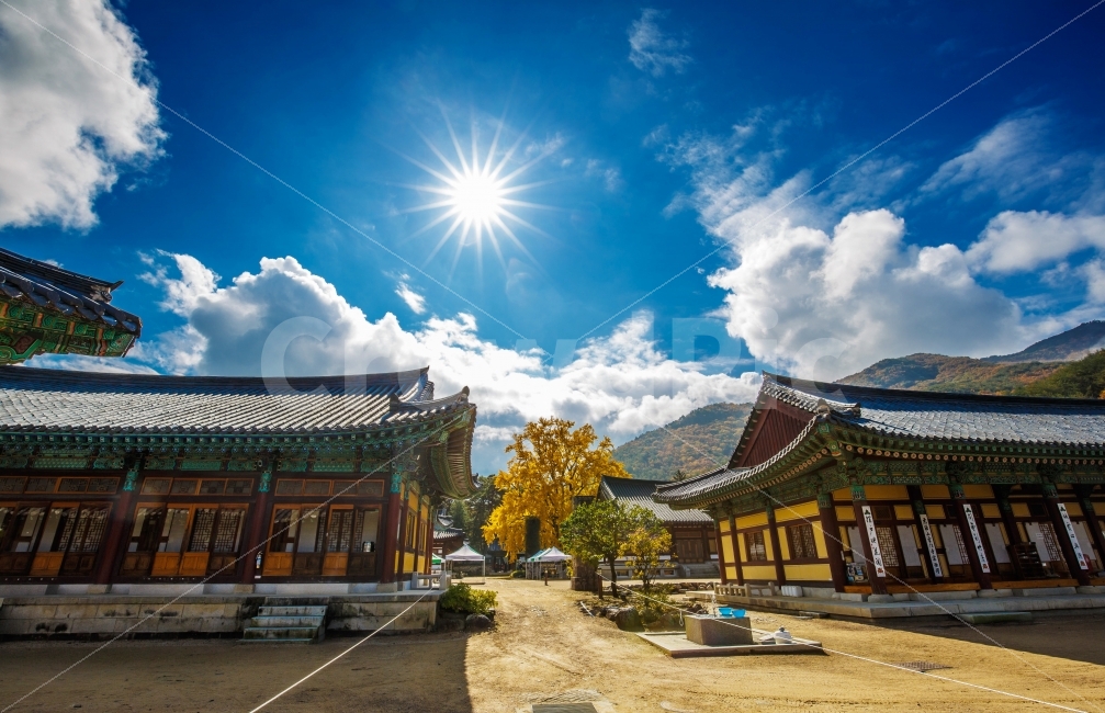 청도,운문사,은행나무,사찰,절,하늘,해,맑음,전통,가을,풍경,구름,빛갈림,가을사진,정오,한국전통,한국문화,korean traditional,korean culture,종교,신앙,religion,belief,faith