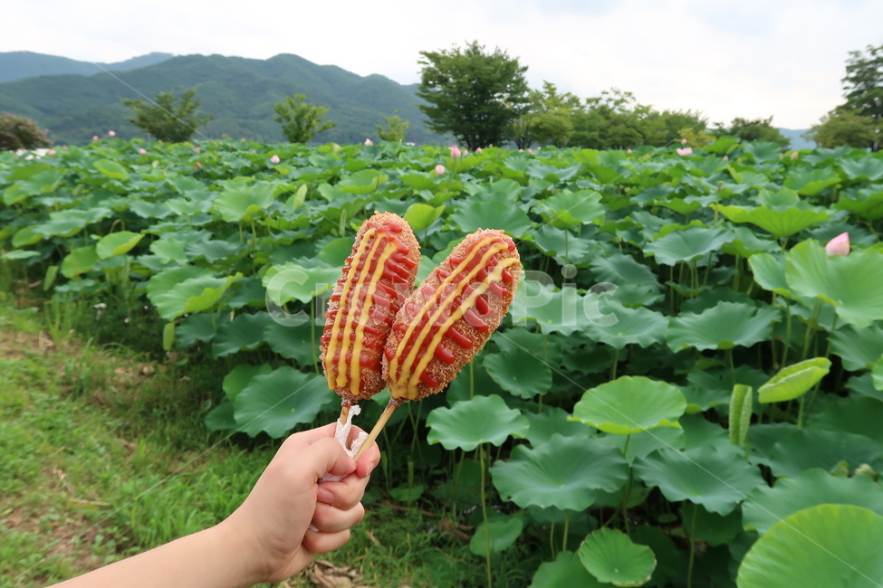 음식,food,sweets,핫도그,두물머리,연잎핫도그