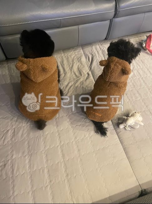 black tan,wait,poodle,pomeranian,two