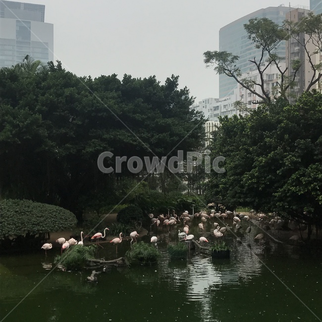 홍학,플라밍고,공원,구룡공원,flamingo