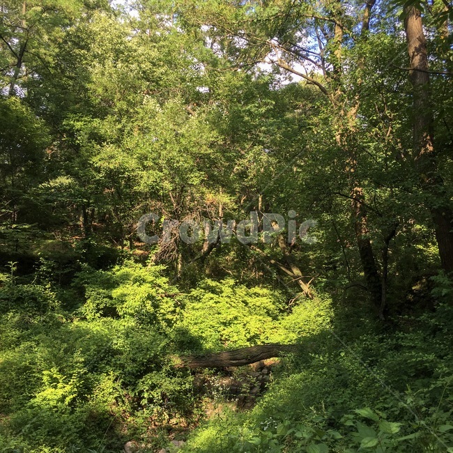 산,등산,숲속,자연,나무,풀,파릇파릇,초록,산속