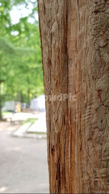나무,tree,plant,식물,배경화면