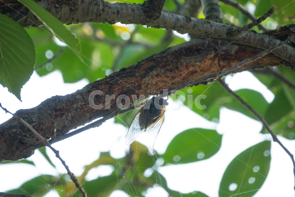 매미,나무,숲,자연,껍질,진화,변화,성장,날개,동물,animal,곤충,벌레,insect,bug