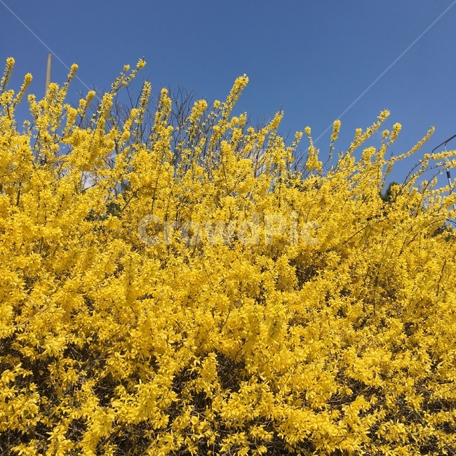 개나리,꽃,봄,꽃놀이,노랑,식물,자연,plants,nature,꽃,flower