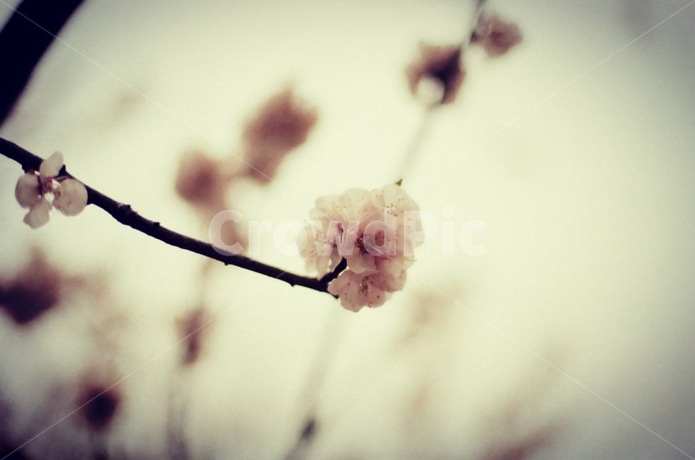 감성,감성사진,꽃,벚꽃,아웃포커싱,봄,계절,spring,season,식물,자연,plants,nature,꽃,flower,감성,sensible,feeling