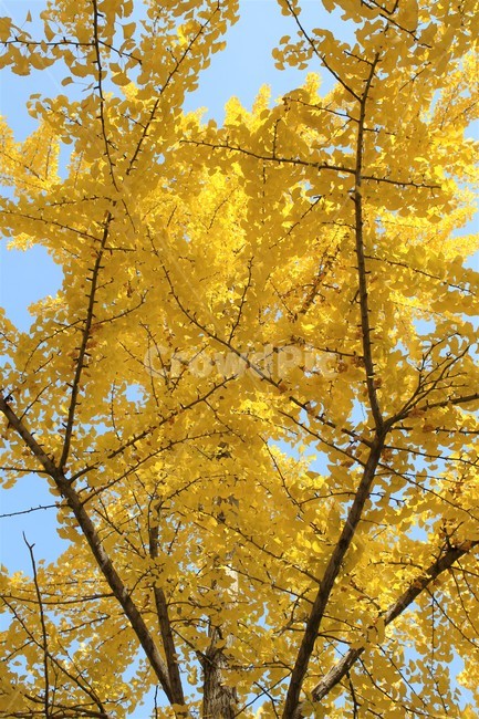 은행나무,단풍,은행잎,가을단풍,가을,가을,계절,fall,autumn,season,leaf,잎,plant,식물,tree,나무,maple