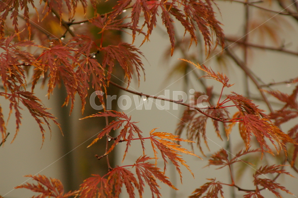 비오는날,흐린,흐림,비,leaf,잎,plant,식물,tree,나무,maple,단풍,가을,계절,fall,autumn,season