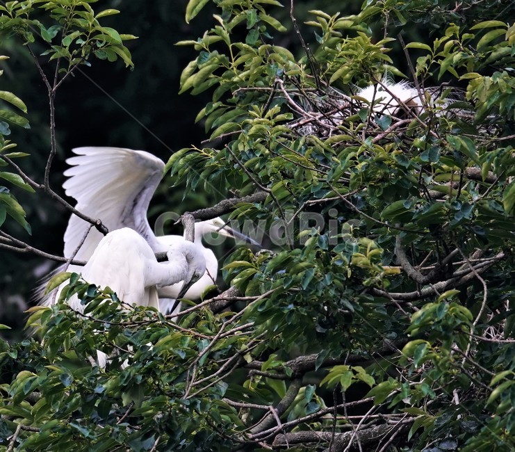 중백로,백로,새,정원,birds,동물,animal,조류,새,birds