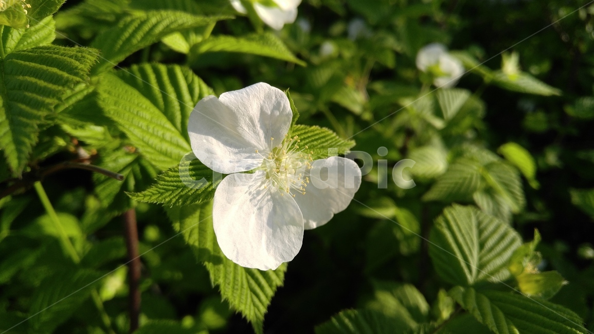 병아리꽃나무,흰꽃,하얀꽃,꽃,흰색,녹색,식물,장미목,rhodotyposscandens,whiteflower,white,flower,green,plant