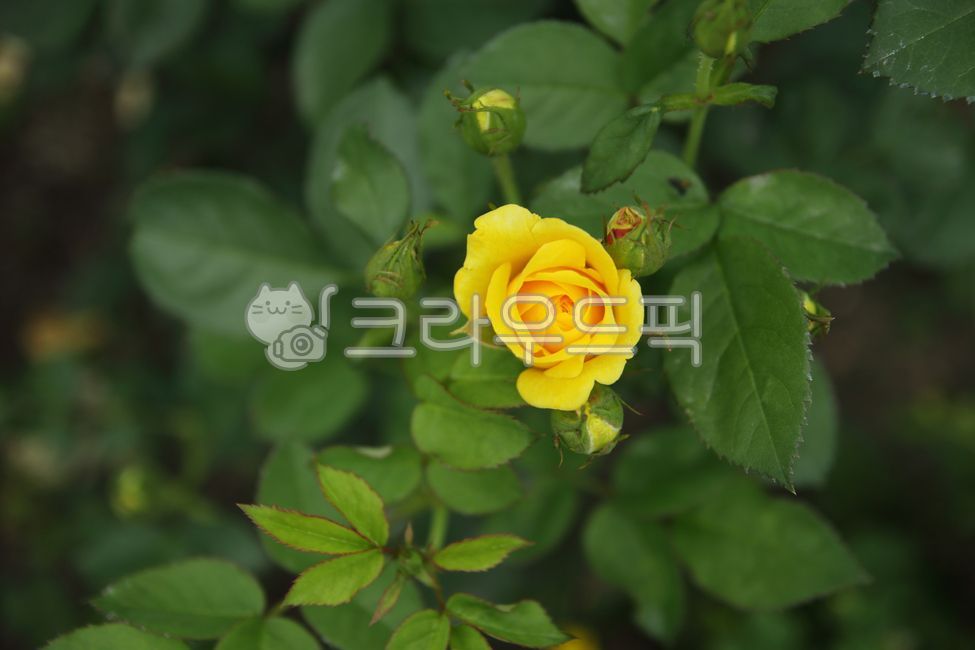 노란장미,노란색,정원장미,garden,gardenrose,plant,식물,rose,장미,flower,blossom,꽃,sprout