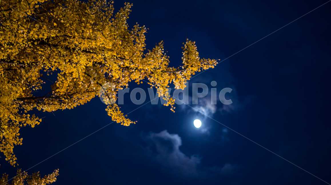 은행나무,은행,단풍,하늘,나무,식물,풍경,가을,계절,노랑,은행잎,tree,plant,ginkgonut,sky,landscape,fall,leaf,season,autumn,야경,밤,저녁,night,nightview,구름,cloud,달,보름달,moon,fullmoon,가을,계절,fall,autumn,season,야경,밤,풍경,nightscape,night,landscape,잎