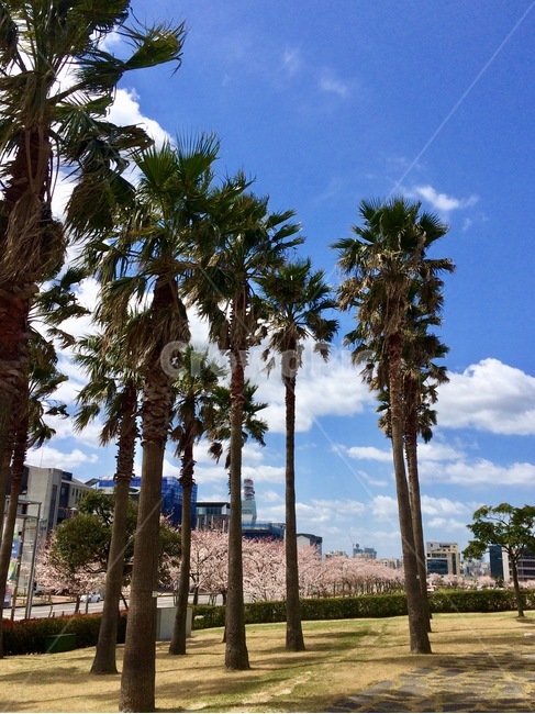야자수,벚꽃,하늘,제주,쉼,맑음,봄,계절,나무,자연,풍경,nature,landscape,tree,plant,식물,palm tree,summer,여름