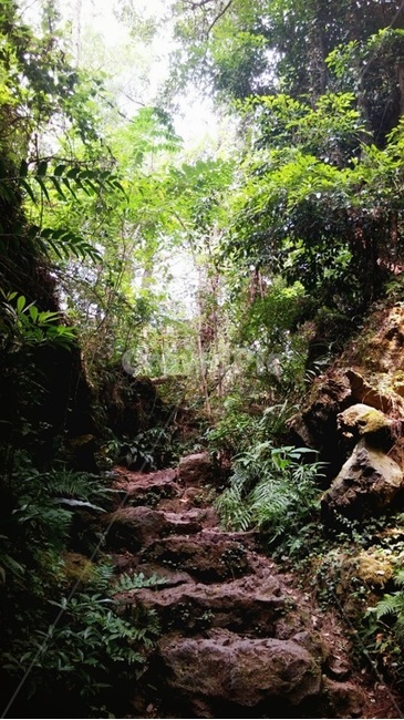 숲,forest,산,바위,mountain,자연,곶자왈