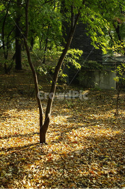 식물,plant,자연,nature,나무,자연,풍경,nature,landscape,ground,바닥,tree,tree trunk,나무 줄기