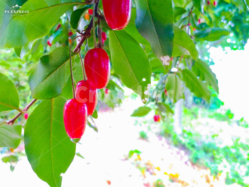 보리수,쌍떡잎식물,쐐기목,뽕나무과,상록교목,아슈바타,피팔라