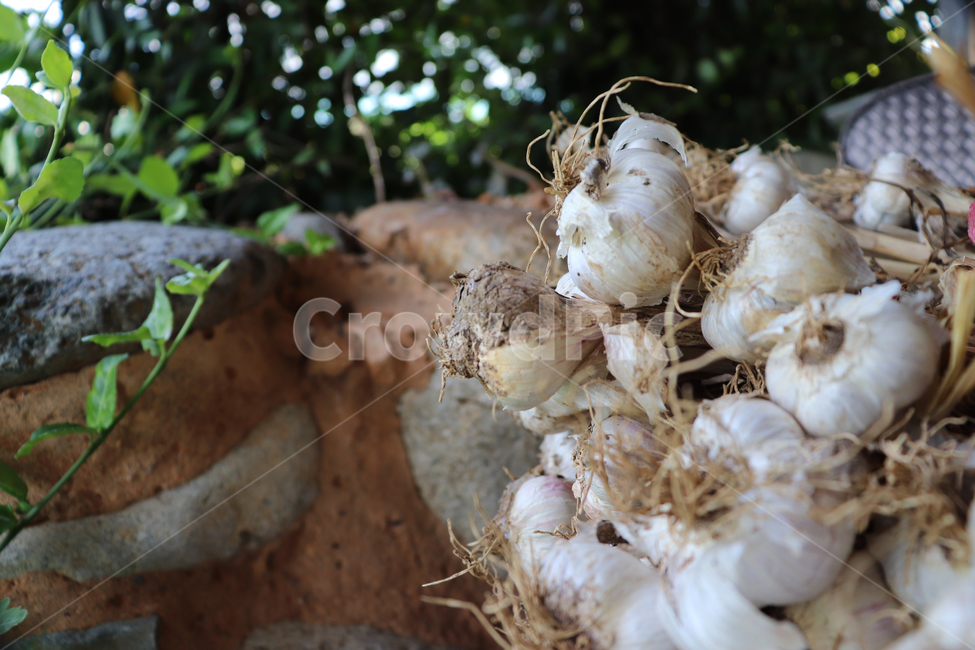 마늘,묶음,garlic,농산물,농작물,건조,식재료,갈릭,음식,식재료,요리,food,cook,meal,dishes,food reserves,채소,야채,vegetables
