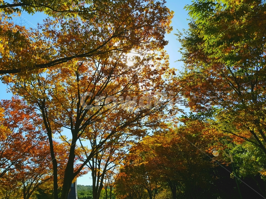 plant,식물,tree,나무,단풍,자연