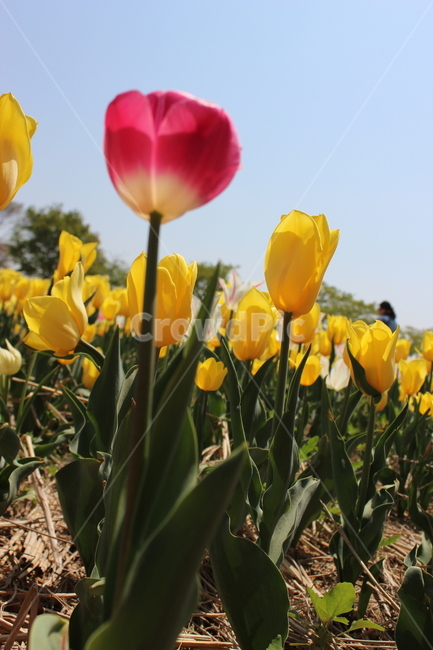 튤립,꽃,정물,화사,접사,봄,계절,spring,season,식물,자연,plants,nature,꽃,flower,plant,blossom