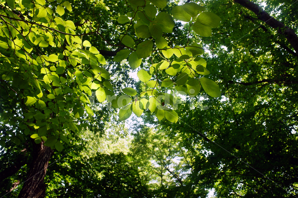 나무,자연,숲,햇빛,빛,그린,green,nature,tree,forest