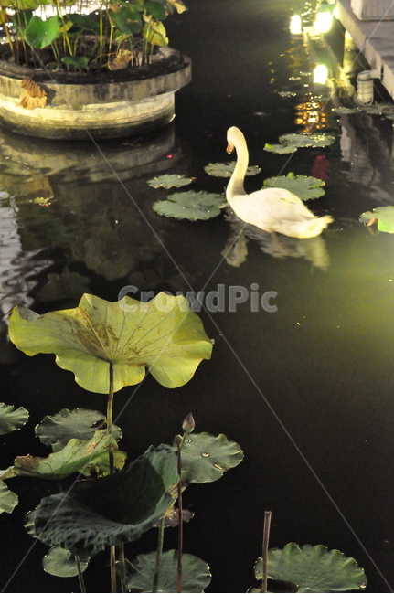 오리,연못,연꽃,고니,휴식,풍경,힐링,감성,heailing,새,feeling,pond,rest,bird,고요함,silence,relax,예쁜연못,자연