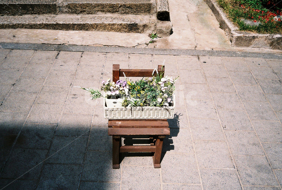 의자,화분,꽃,봄,식물,필름,plants,nature,실내용화초,화분,화초,house plant