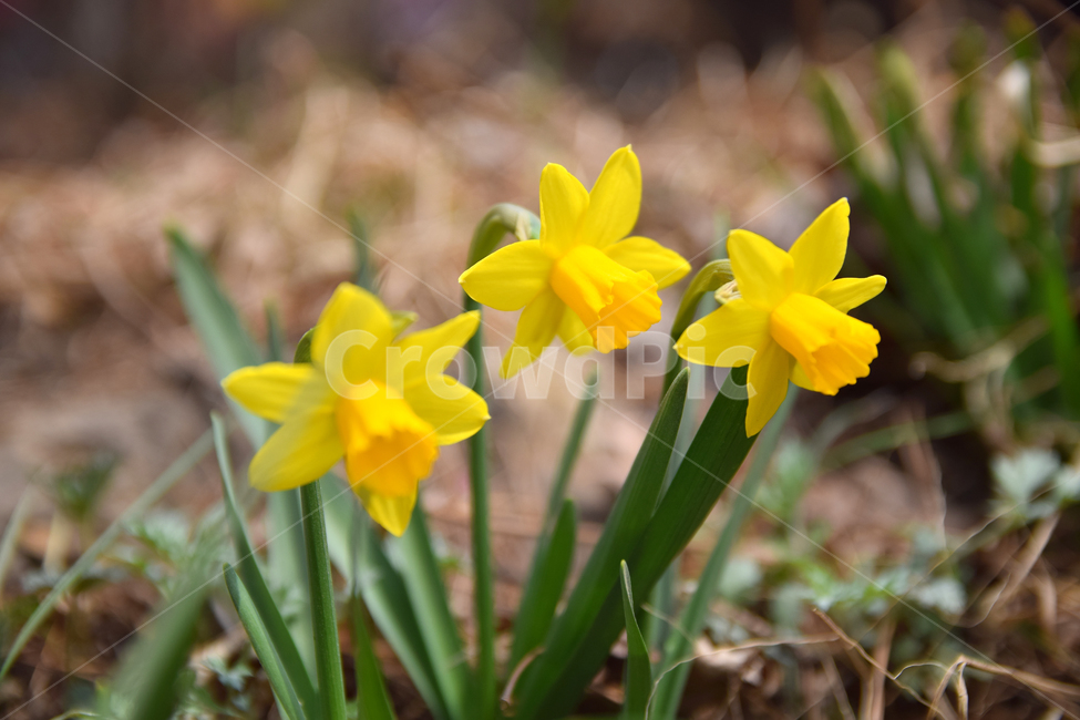 수선화,나팔수선화,노란꽃,꽃,플라워,수선화꽃,flower,daffodil