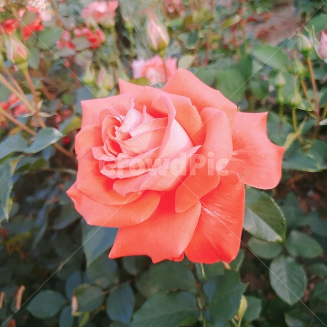 장미,장미꽃,장미한송이,분홍장미,로즈,핑크로즈