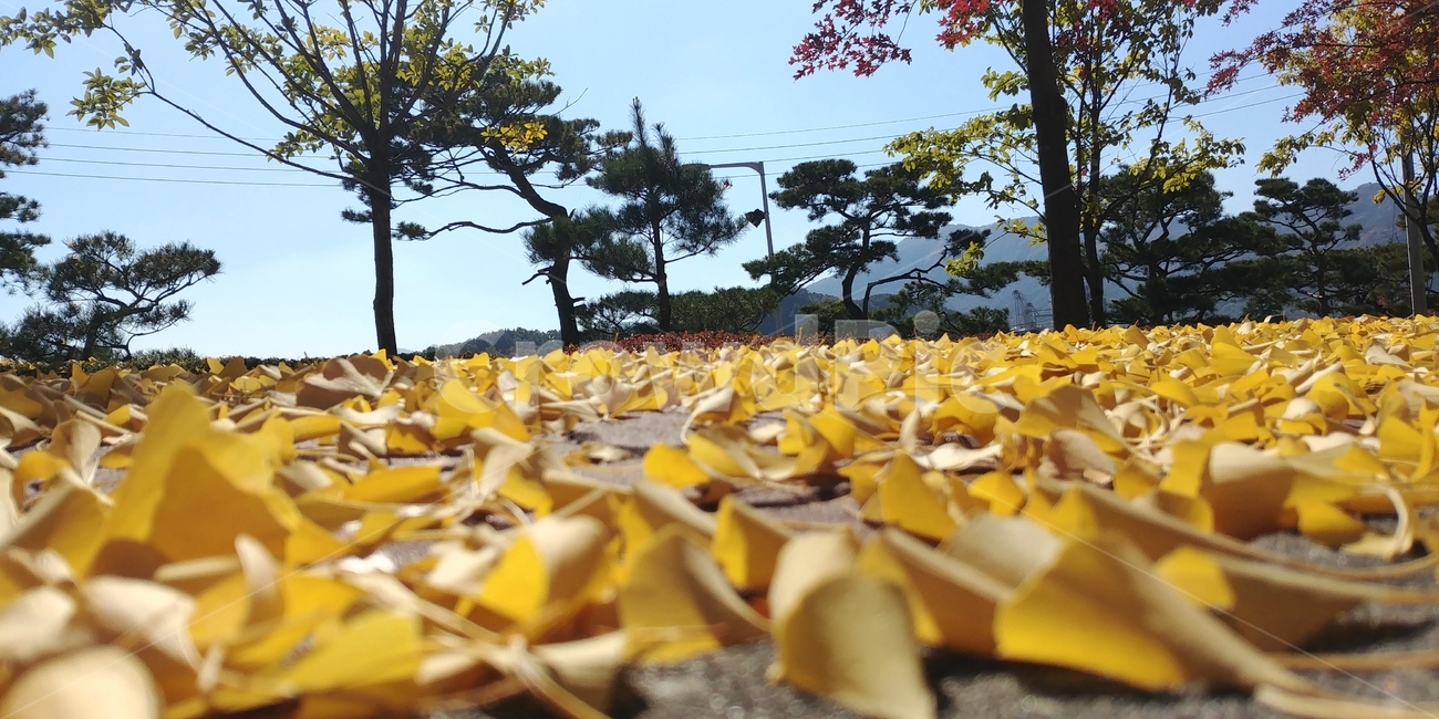 낙옆,은행,가을,은행잎,단풍잎,가을,계절,fall,autumn,season,plant,식물,leaf,잎,tree,나무