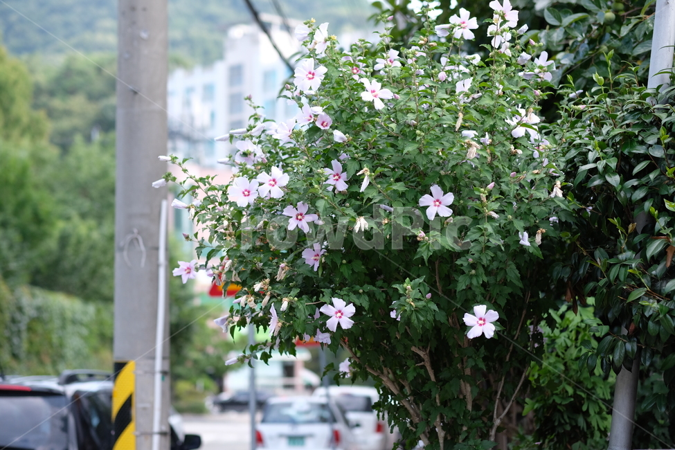 무궁화,낮,밝음,꽃,길거리,식물,자연,plants,nature,꽃,flower