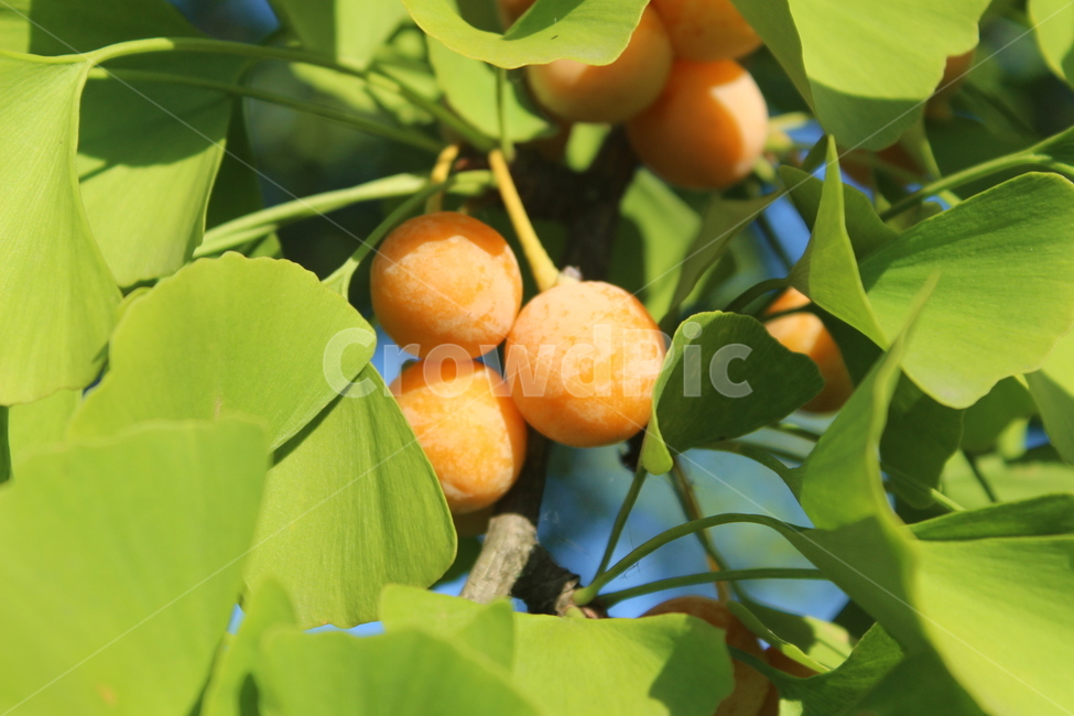 plant,식물,은행잎,은행,은행열매,과일,열매,fruit