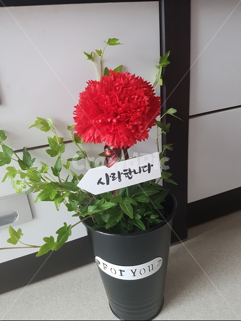 카네이션,어버이날,꽃,화분,빨간꽃