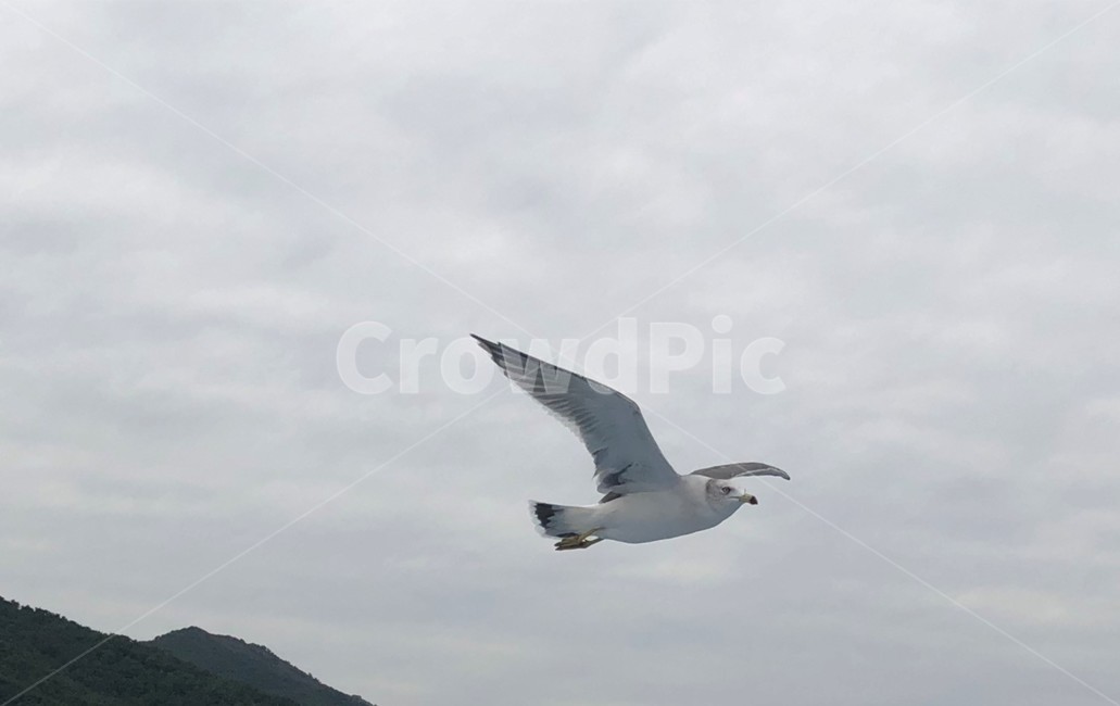 갈매기,바다,인천,새,하늘,flying