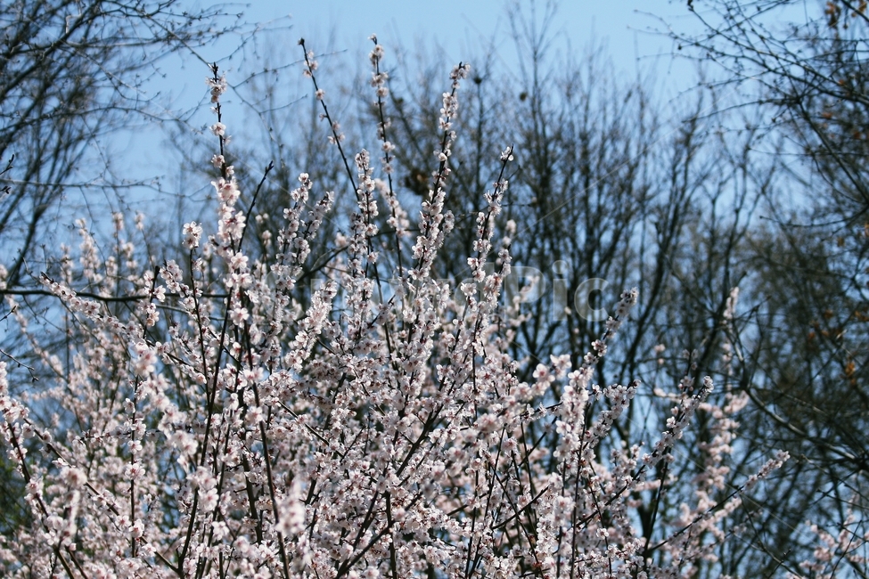 꽃,식물,flower,blossom,plant