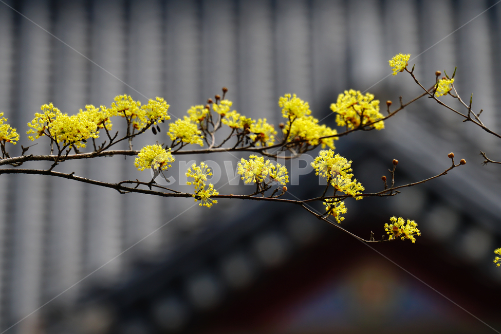 산수유,봄꽃,한국자연,꽃,꽃사진,플라워,flower,봄,spring,식물,plants,자연,nature,풍경,landscape,계절,season,snap,스냅,접사,macro,closeup,클로즈업,감성사진,감성,힐링,healing,느낌,feel,feeling,꽃밭,화단,나무,나뭇가지,tree,꽃봉오리,4월,April,한옥,지붕,봄,계절,spring,season,식물,자연,plants,nature,꽃,flower,plant,blossom