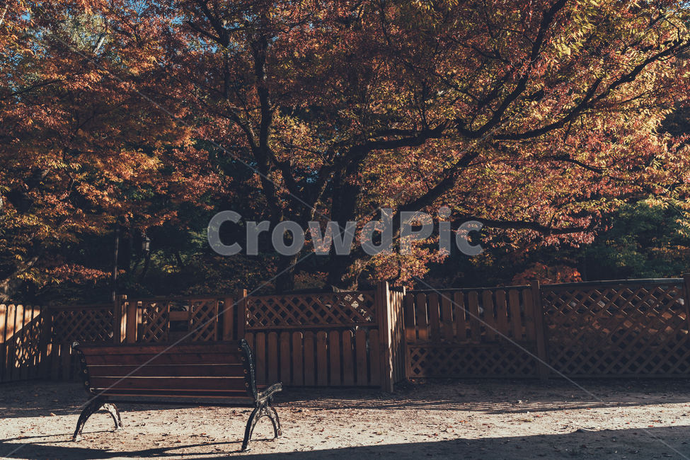 가을,나무,단풍,낙엽,풍경,감성,가을,계절,fall,autumn,season,자연,풍경,nature,landscape,furniture,가구