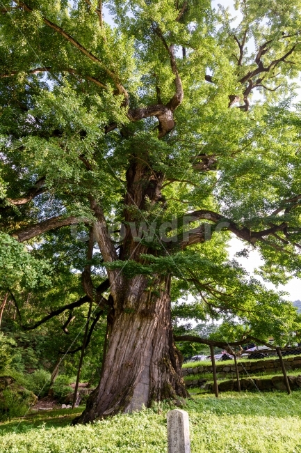 나무,은행나무,식물,은행잎,천연기념물나무,식물,자연,plants,nature