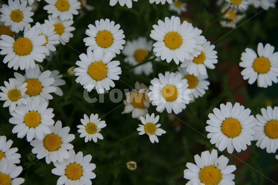 꽃,blossom,flower,데이지,식물,plant,꽃,flower