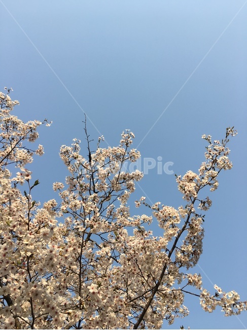 벚꽃,봄,봄꽃,벚꽃놀이,개화,만개,꽃,flower,봄,계절,spring,season,식물,자연,plants,nature,꽃,flower,plant,blossom