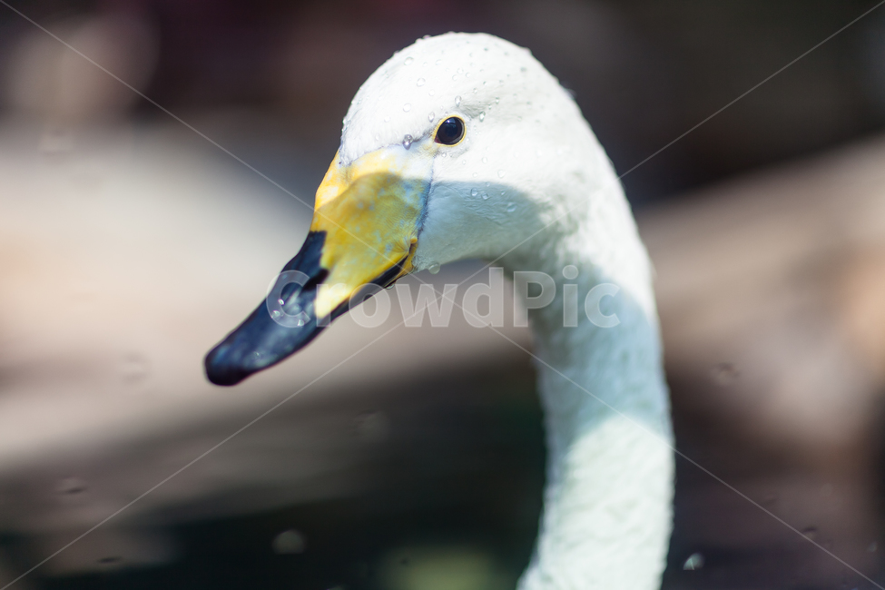 거위,동울원,새,부리,깃털,동물,animal,조류,새,birds