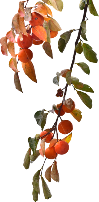 감,가을과일,투명배경,투명바탕,후르츠,fruit,푸드,식용,먹거리,간식,과일,과실,나무열매,식재료,가을배경,식자재,주황색,오렌지색,잎새,잎사귀,이파리,줄기,홍시,단감,디자인소스,배경따기,transparentbackground,isolated,배경투명,png,음식,food,식물,plant,결실,잘익은,fall,autumn,과일,열매,fruit