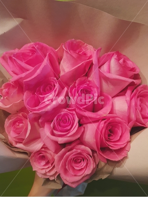 감성,꽃,자연,꽃다발,장미,sensitivity,flower,nature,bouquet,rose,pick,fourseason,식물,자연,plants,nature,꽃,flower,기념일,축하,anniversary,congratulation,celebrate,celebration