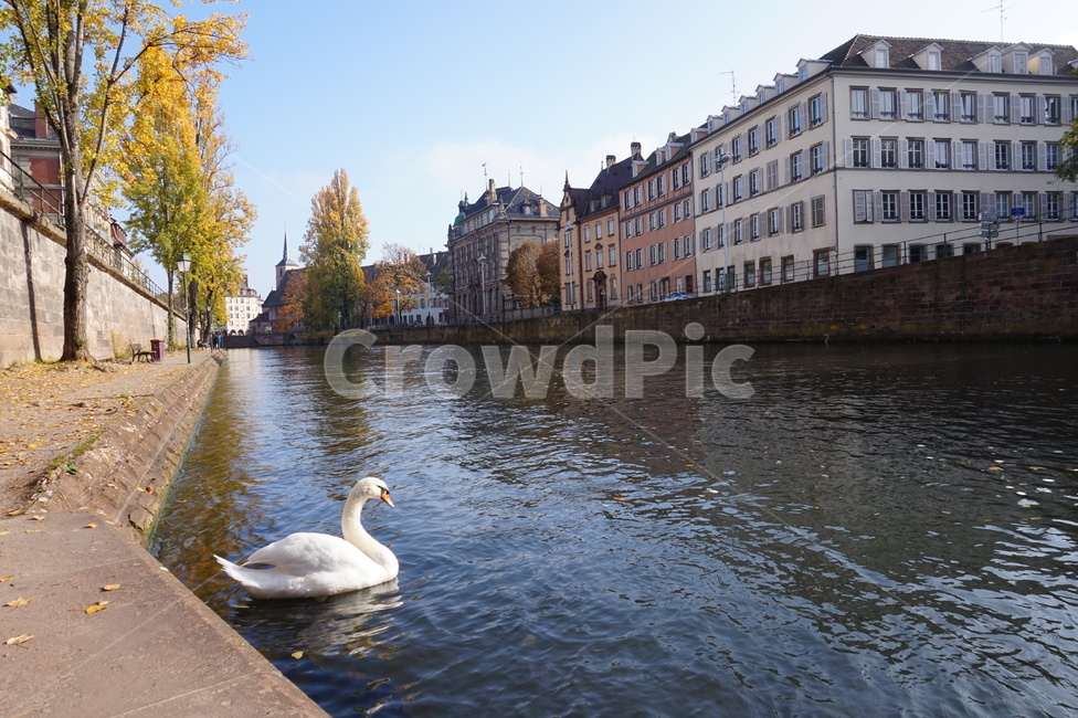 city,goose,building,Swan,bird,european scenery,canal,european city,town,nature,swan,tree,water,Strasbourg,outdoors,animal,river