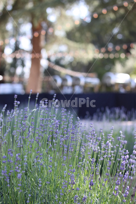 라벤더,lavender,꽃,허브,식물