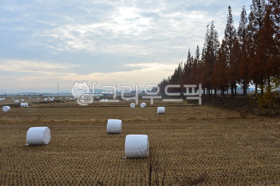 농장,논,밭,마시멜로,수확하다,field,nature,자연