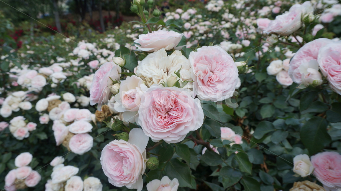 장미축제,꽃,blossom,rose,장미,감성사진,입춘,봄꽃,식물,자연,plants,nature