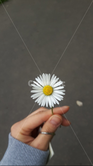 개망초,계란꽃,여자손,꽃한송이,daisyfleabane,봄,감성,빈티지,인도,길,flower,vintage,spring,warm