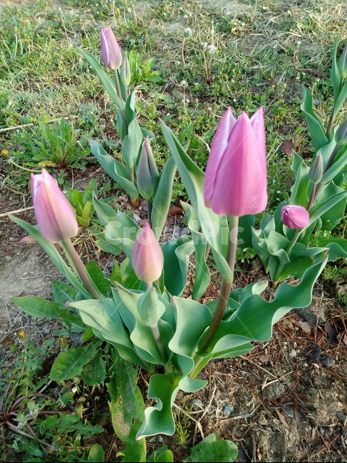 튤립,tulip,백합과,식물,꽃,구근초,여러해살이화초