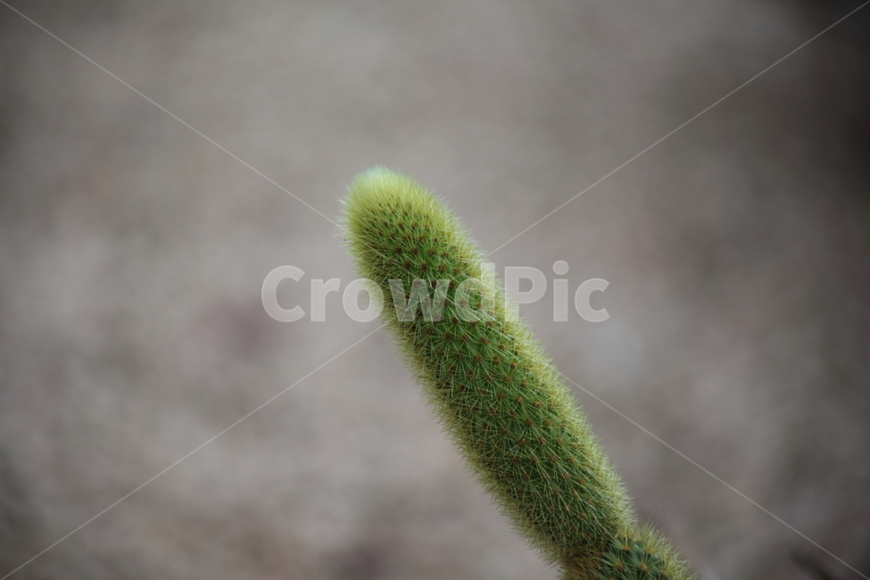 여우꼬리선인장,선인장,식물,온실,cactus,식물,자연,plants,nature
