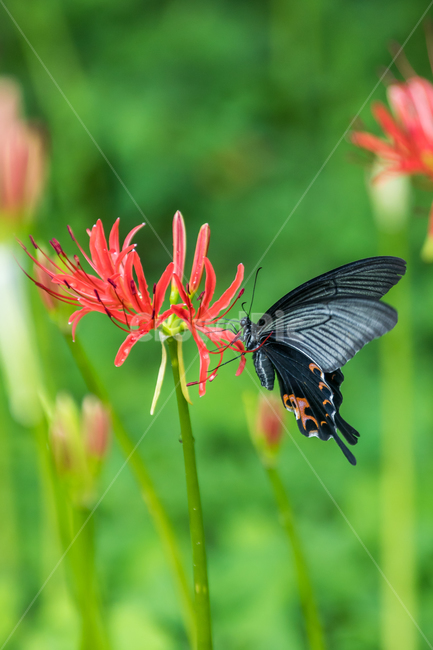 상사화,꽃무릇,나비,자연,식물,식물,자연,plants,nature,꽃,flower,동물,animal,곤충,벌레,insect,bug