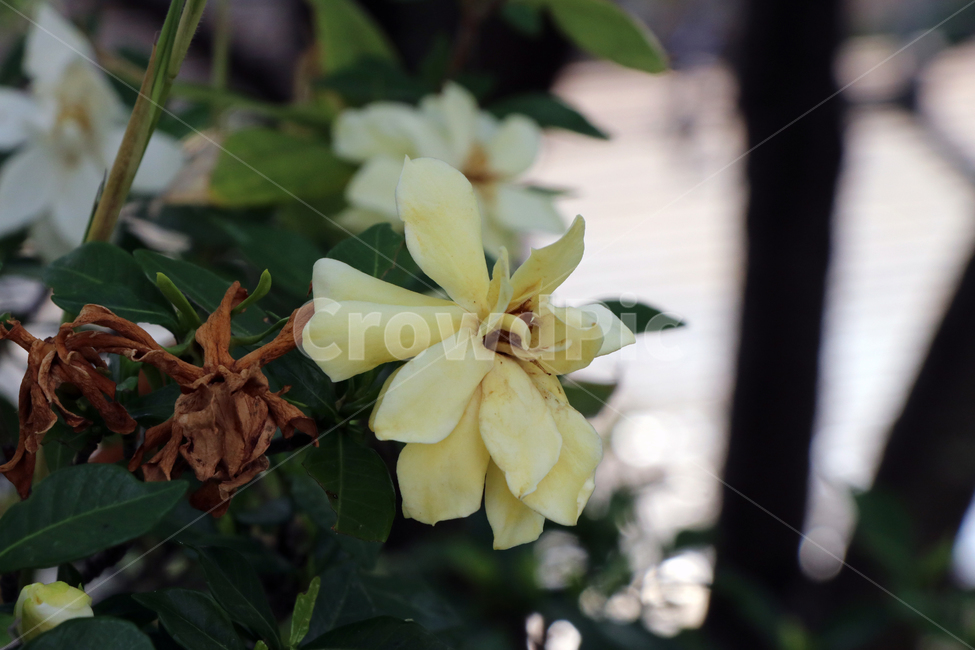 자연,witheredflowers,blossom,plant,식물,꽃,flower,시든꽃,노란꽃,yellowflower,nature,식물,자연,plants,nature,꽃,flower
